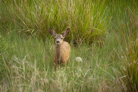 Cerf Faon Prairie Photo Gratuite Sur Pixabay Pixabay