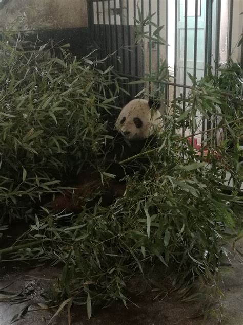 熊猫瘦成皮包骨 全球猫粉请愿接蜀兰回家养老中国青年网