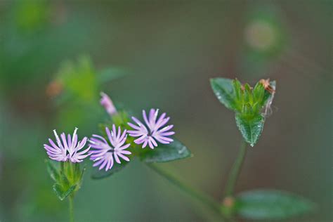 Elephantopus Carolinianus Flora And Fauna Of North Carolina · Inaturalist