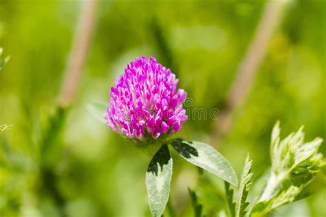 Clover Trifolium Stock Image Image Of Livestock Formed 283091745