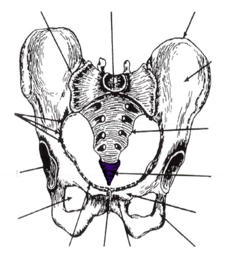 Pelvis Flashcards Quizlet