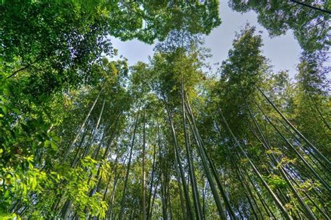42 Gambar Pemandangan Bambu