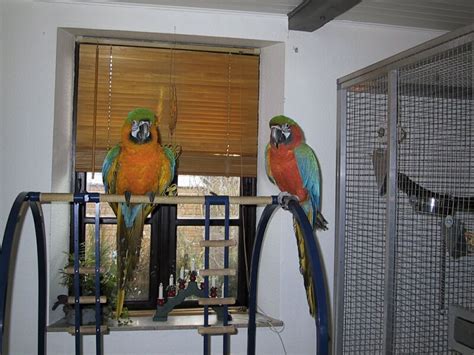 Miliffons Macaw