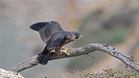Peregrine Falcon Wallpapers - Top Free Peregrine Falcon Backgrounds ...