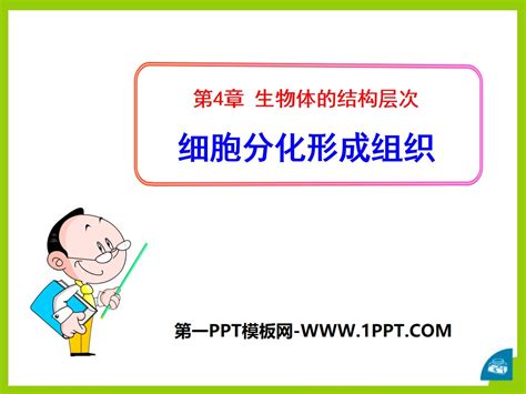 《细胞分化形成组织》ppt 北师大版七年级生物上册