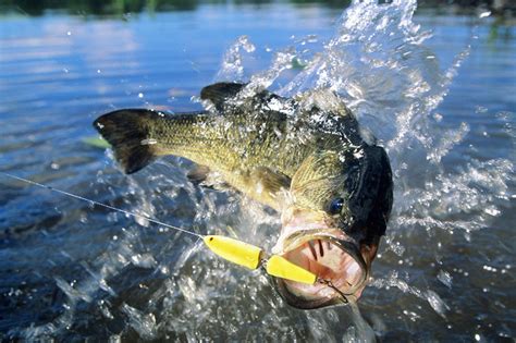 Bass Fishing Articles And Pro Tips