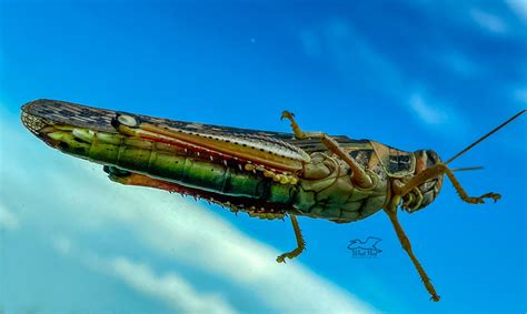 A Grasshopper On The Windshield Led To Beautiful Unusual Photos What Next Photography