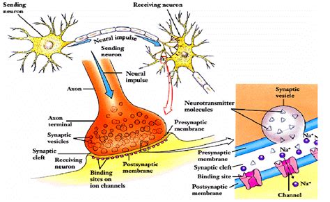 The Synaptic End Bulb Of A Motor Neuron Introduction To The Muscular