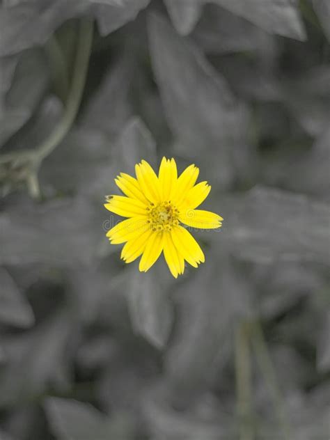 The Beauty Of Yellow Flowers Advantage Of Bright Life Stock Photo