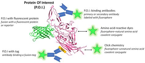 Viruses Free Full Text Fluorescence Microscopy In Adeno Associated Virus Research