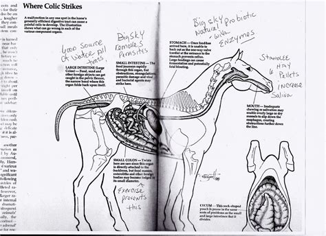 Holistic Equine Natural Health For Your Horse Equine Colic Chart