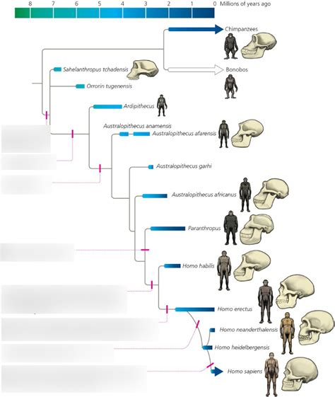 Diagram of Hominin Evolution | Quizlet