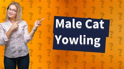 Why Is Male Cat Yowling Youtube