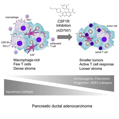 Csf1r Macrophages Sustain Pancreatic Tumor Growth Through T Cell Suppression And Maintenance Of