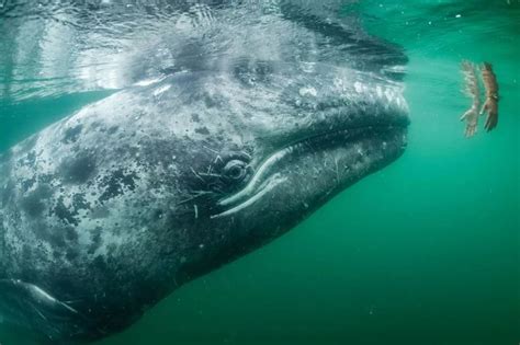 National Geographic выбрал лучшие фото 2017 года