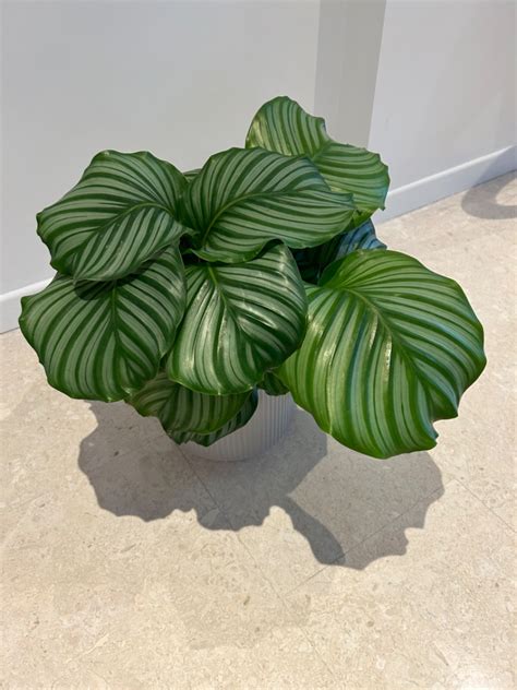 Calathea Indoor Plant Furniture And Home Living Gardening Plants