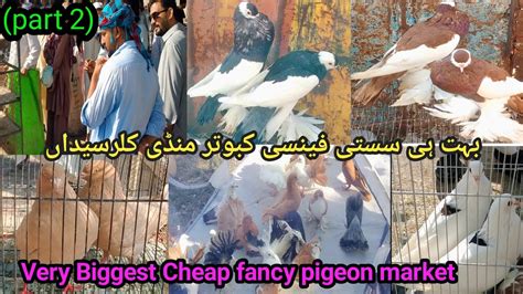 Biggest And Famous Fancy Pigeons Market Kallar Syedan Rawalpindi