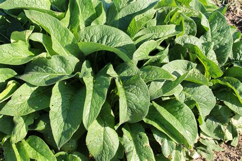 Comfrey Plant Uses Growing Mother Earth News