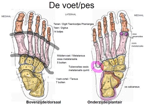 Interphalangeal Joints Of The Foot Wikipedia 46 OFF