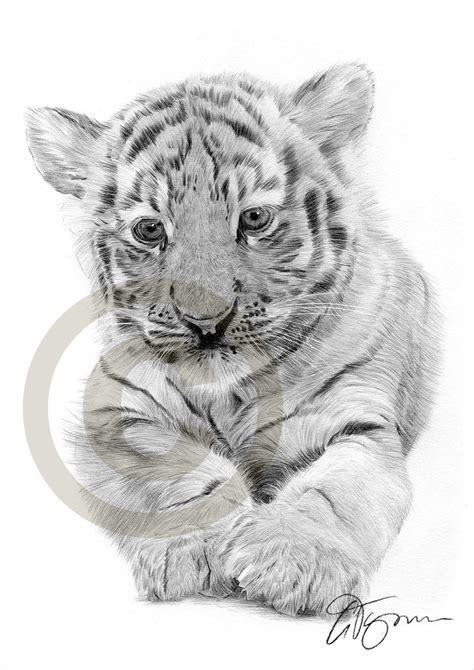 Tiger Cub Drawing at PaintingValley.com | Explore collection of Tiger ...