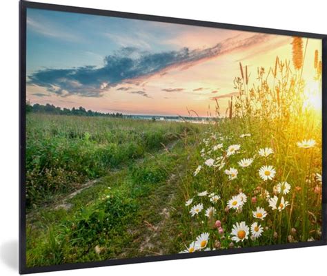 Fotolijst Incl Poster Bloemen Madelief Natuur Zon Horizon