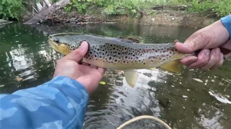 Wading Small Creek Early Fall Trout Fishing Youtube