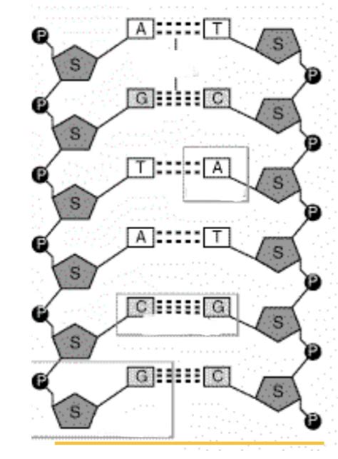 Biology Part 2 Anti Parallel Orientation Diagram Diagram Quizlet