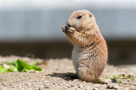 What is Prairie Dog Pet? - Get Some Detailed Information