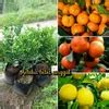 Jual Paket Bibit Buah Jeruk Santang Jeruk Mandarin Dan Jeruk Lemon