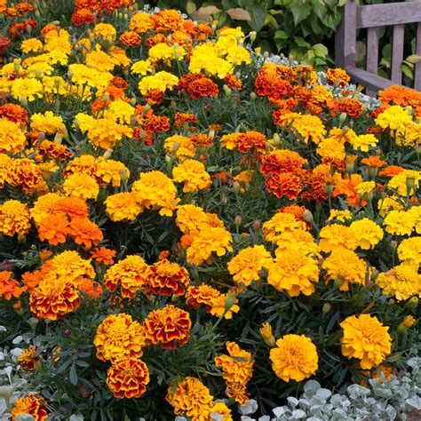 French Marigold Bonanza Garden Ready Jparkers