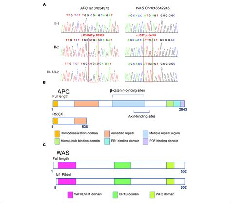 Functional Domains Of Full Length And Mutant APC And WAS Proteins