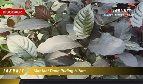 Bukan Cuma Daun Sirih Ketahui Manfaat Daun Puding Hitam Yang Bikin