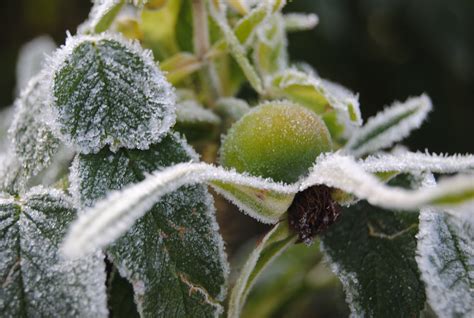 Free Images Tree Nature Branch Snow Cold Winter Leaf Flower