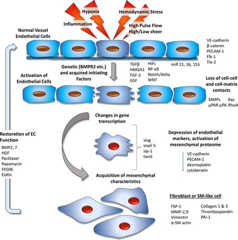 Endothelial To Mesenchymal Transition Circulation