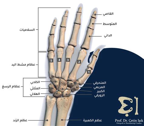 كسر مفصل اليد كيفية تشخيصه وطرق علاجه د شتين اشيك