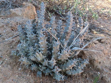 Quaqua Parviflora World Of Succulents