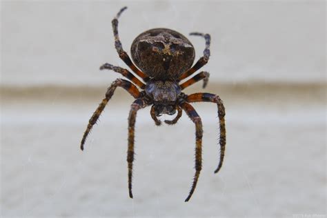 Giant Lichen Orbweaver More Pics In Comments Massachusetts Usa Rspiders