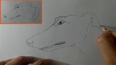 Inducir Sanci N Desviaci N Dibujos De Perros Galgos A Lapiz Pedal