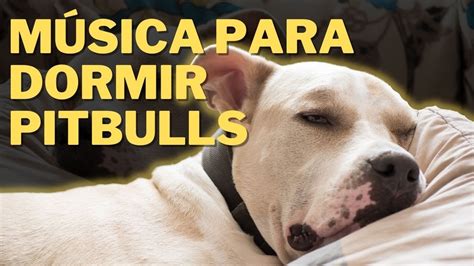 La Mejor M Sica Para Dormir Perros Pitbulls Funciona Youtube