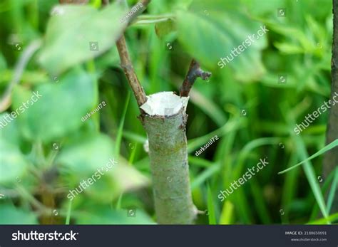 Grafting Vegetative Method Plant Reproduction By Stock Photo 2188650091 ...