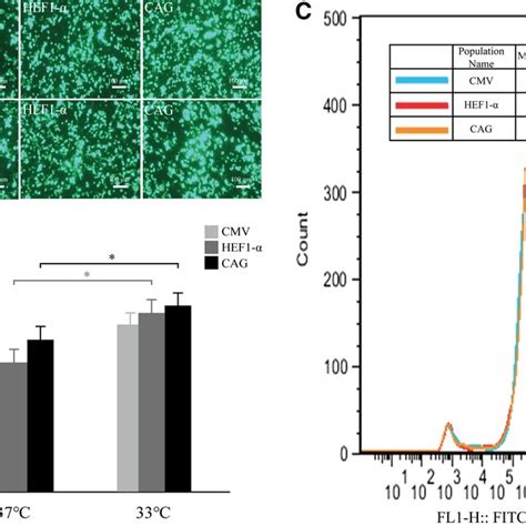 Effects Of Mild Hypothermia On The Expression Of Egfp Under Different