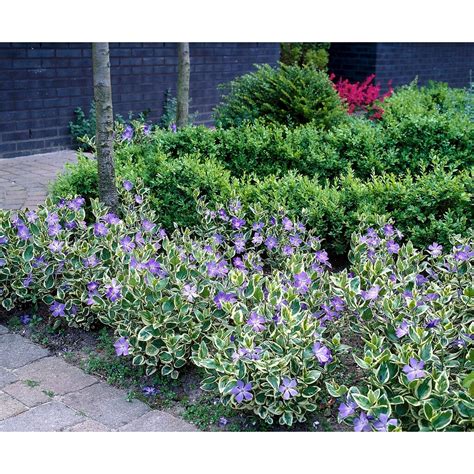 Sachiu Albastru Vinca Major Variegata De 20 30 Cm Butasideromania Ro