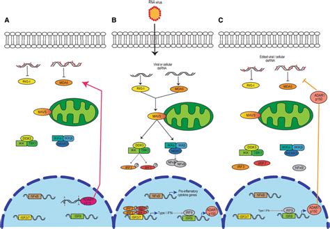 Intracellular Detection Of Dsrna And Role Of Adar A Constitutively