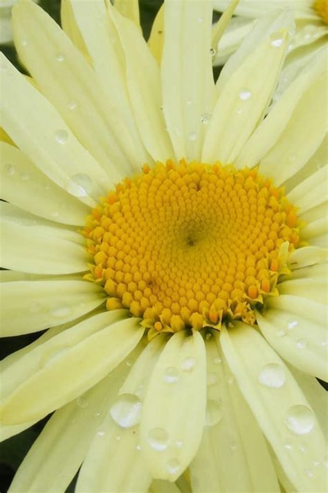 Buy Banana Cream Shasta Daisy FREE SHIPPING Wilson Bros Gardens 1