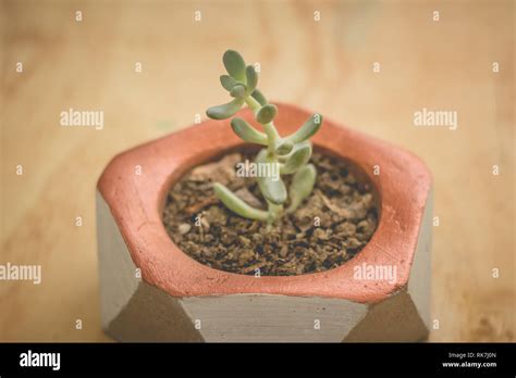 Photograph Of A Succulent Plant In Concrete Pot Stock Photo Alamy