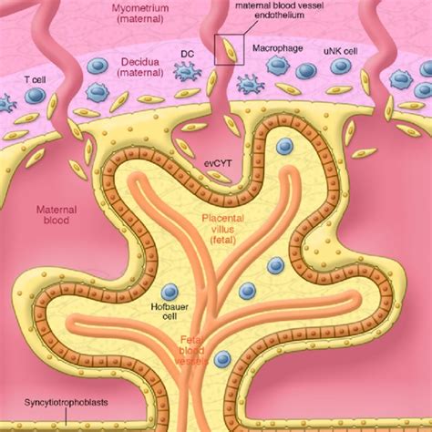 Cell Types At The Maternal Fetal Interface Maternal And Fetal Cells