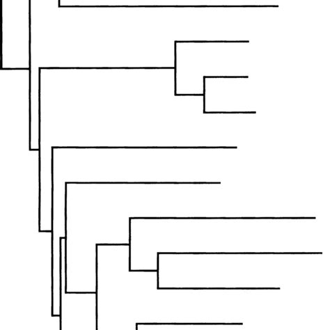 Phylogenetic Tree Based On 16s Rrna Gene Sequence Comparisons