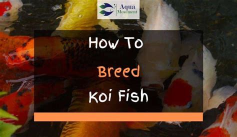 How To Breed Koi Fish Step By Step Guide Aqua Movement