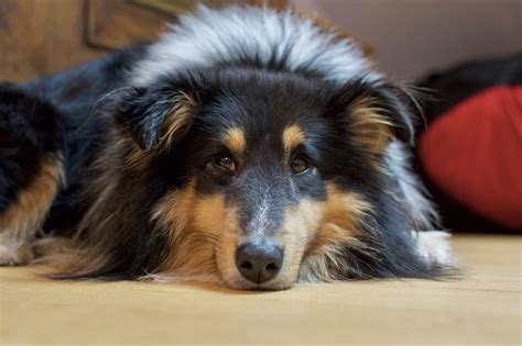 5 Maneras De Saber Si Un Sheltie Es Adecuado Para Usted Con Mis Mascotas