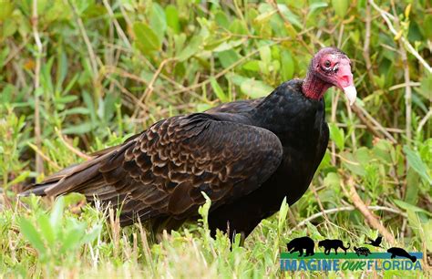 Turkey Buzzard | Imagine Our Florida, Inc